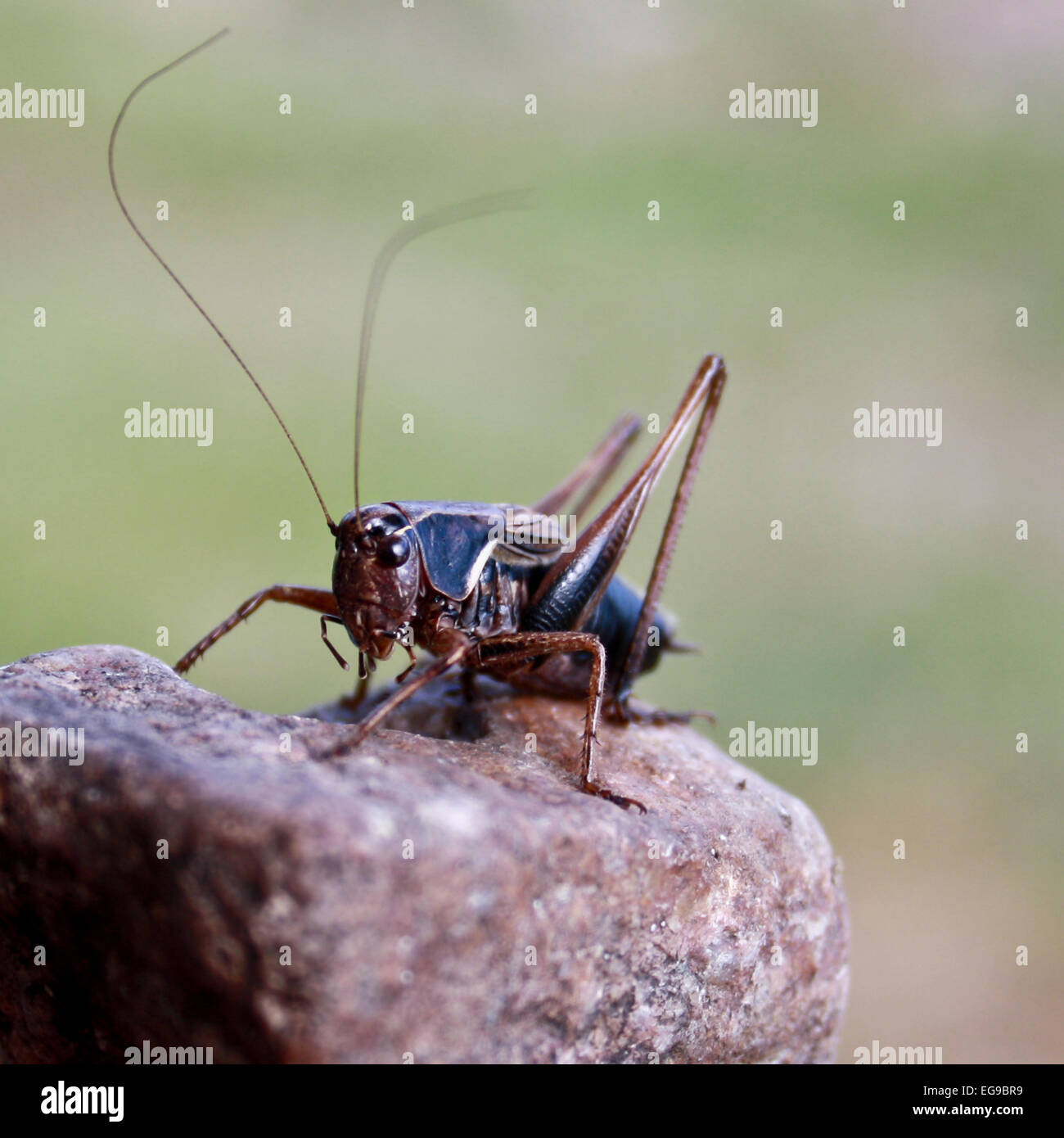 The insect a cricket sits on a stone Stock Photo