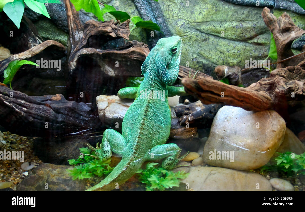 Big Lizard - Chameleon Stock Photo - Alamy