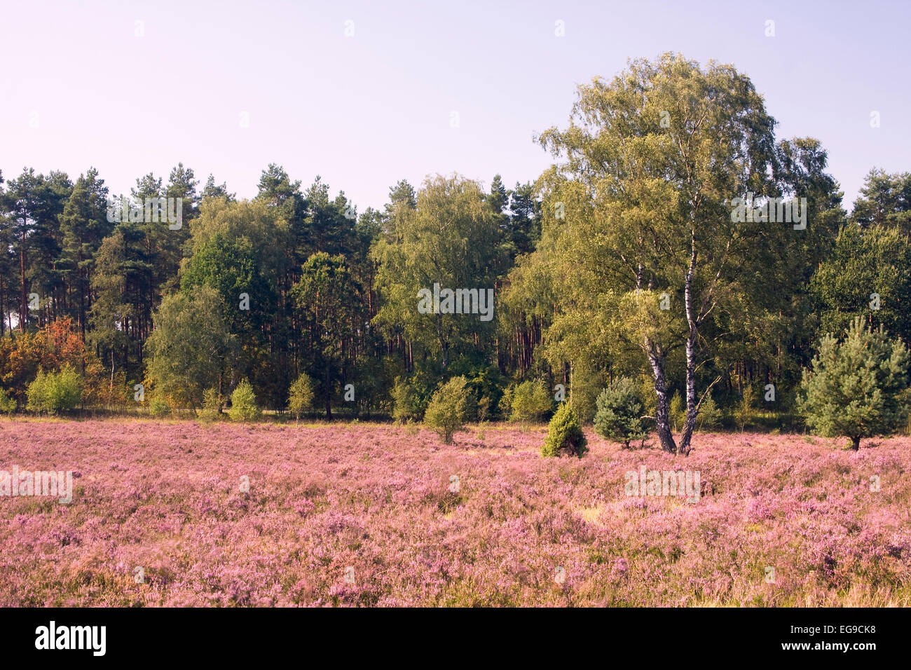 Landscape with flowering heather (Calluna vulgaris) nature reserve Lueneburg Heath, Lower Saxony, Germany, Europe Stock Photo