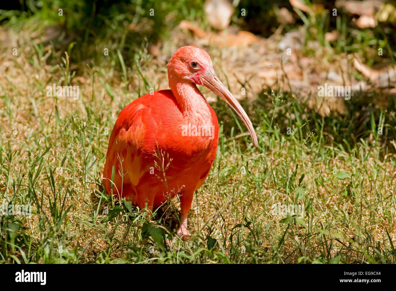 Scarlet ibis, scarlet ibis (Eudocimus ruber) Stock Photo