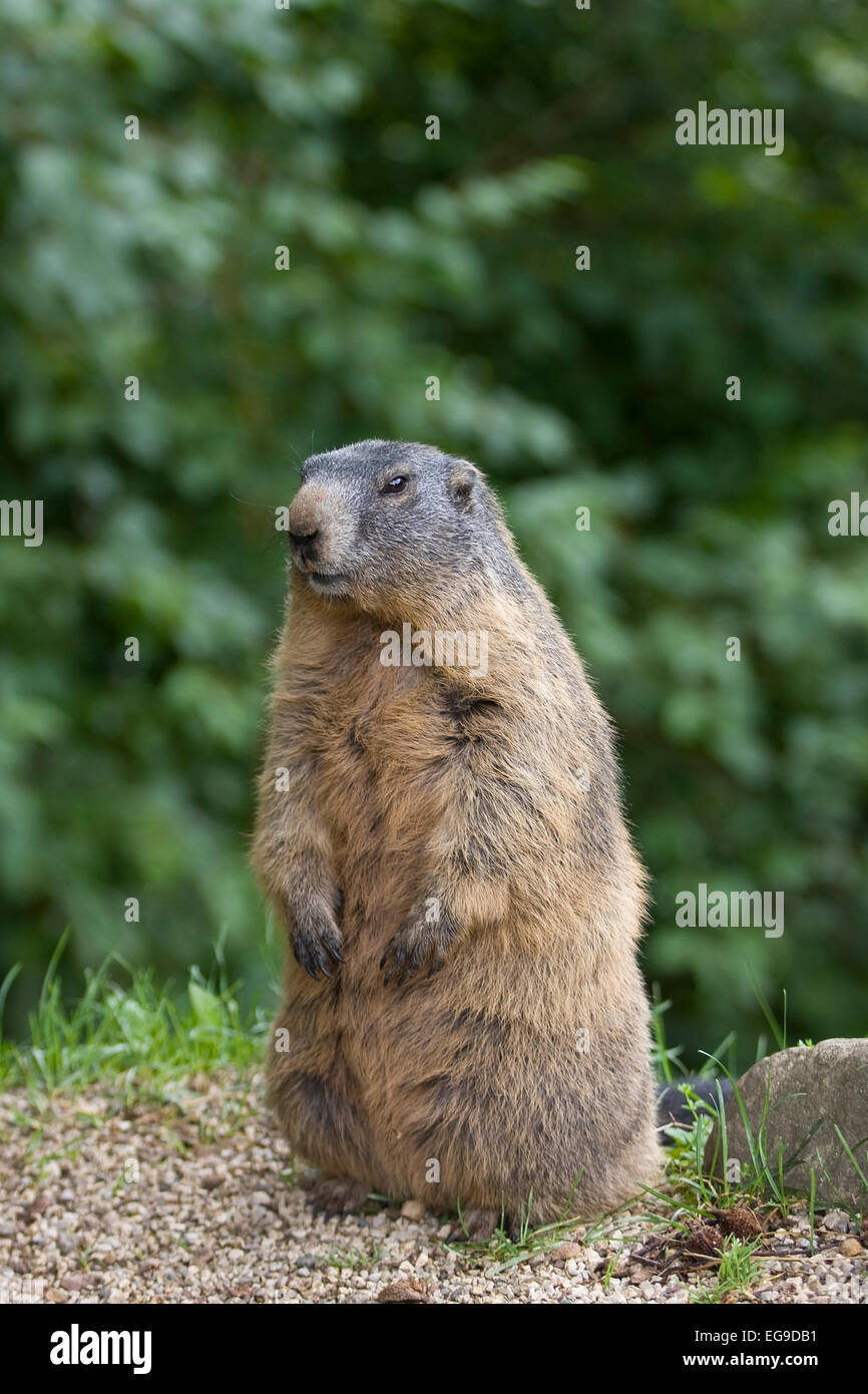 Alpine Marmot (Marmota marmota) in the National Park Hohe Tauern, Alps, Austria, Europe Stock Photo