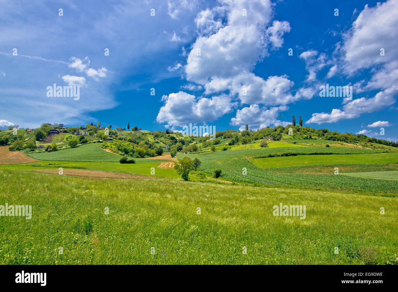 Idyllic africultural green landscape of Croatia, region of Prigorje Stock Photo