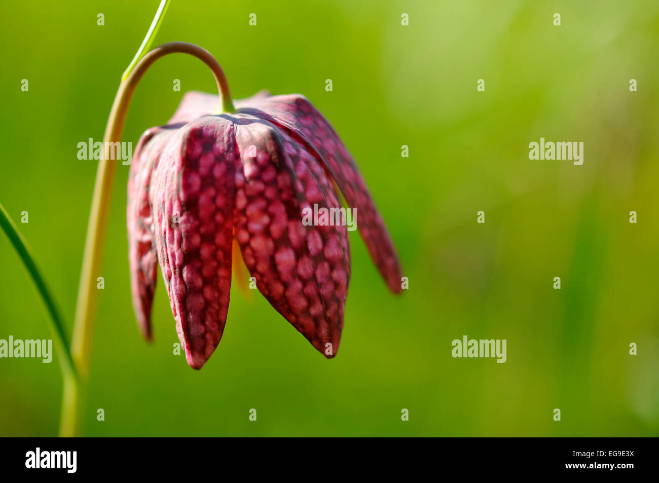 Snakes head Fritillary, Fritillaria Meleagris in close up with the distinctive checkerboard pattern on the red flower. Stock Photo