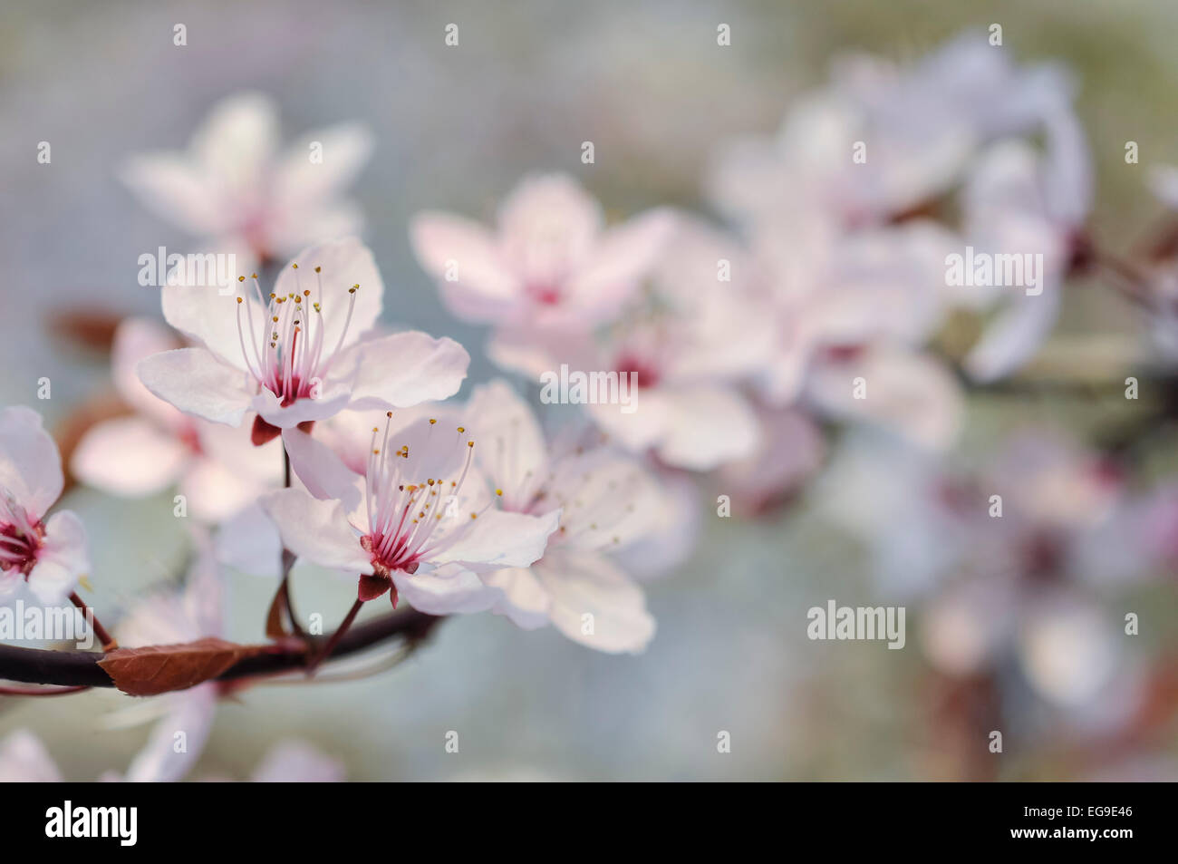 Pale pink single Cherry Blossom. Delicate spring blossom in close up. Stock Photo