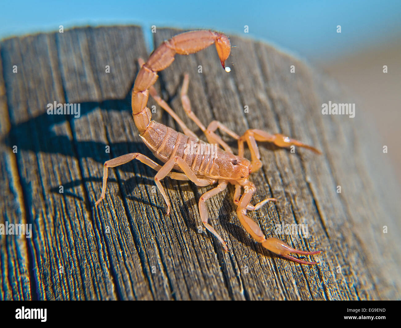 Bark scorpion on a log, Arizona, United States Stock Photo