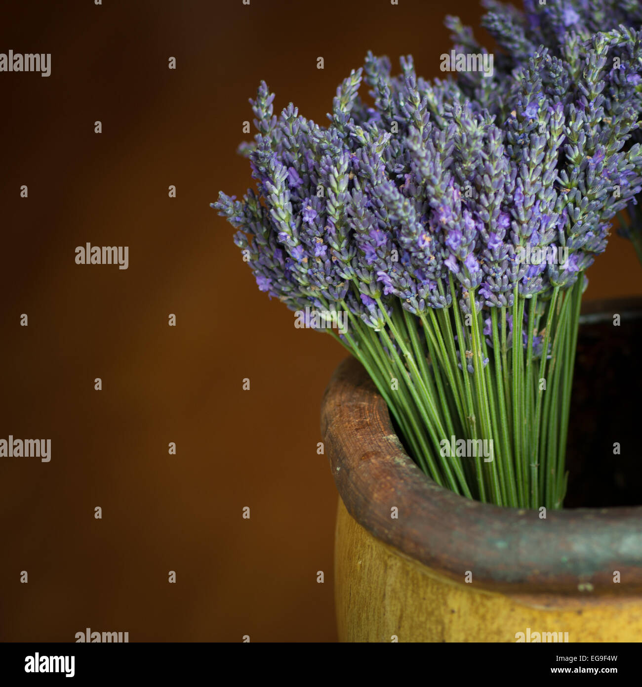 France, Provence-Alpes-Cote d'Azur, Lavenders in flower pot Stock Photo