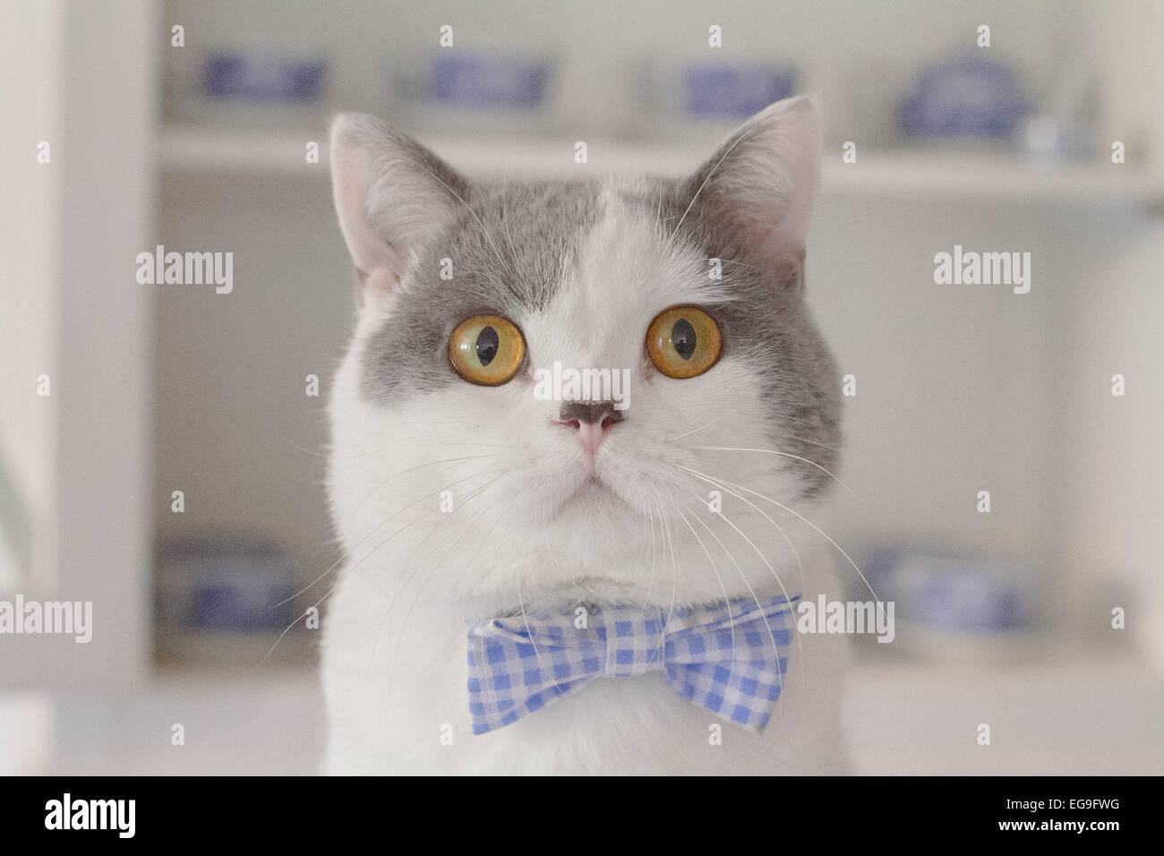 Portrait of British shorthair cat wearing a bow tie Stock Photo
