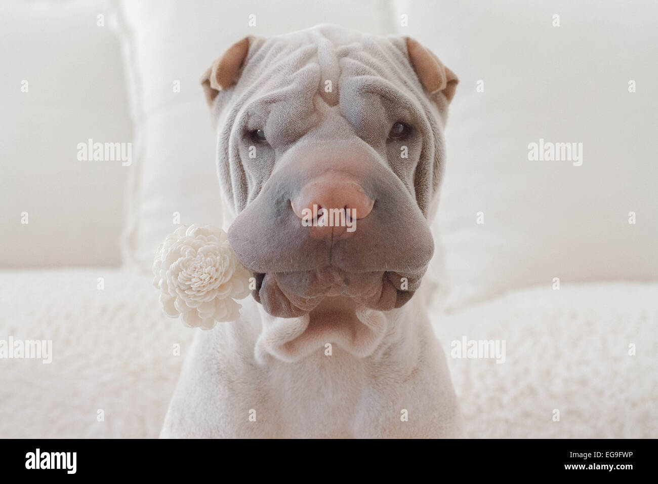Shar pei dog with white flower in mouth Stock Photo