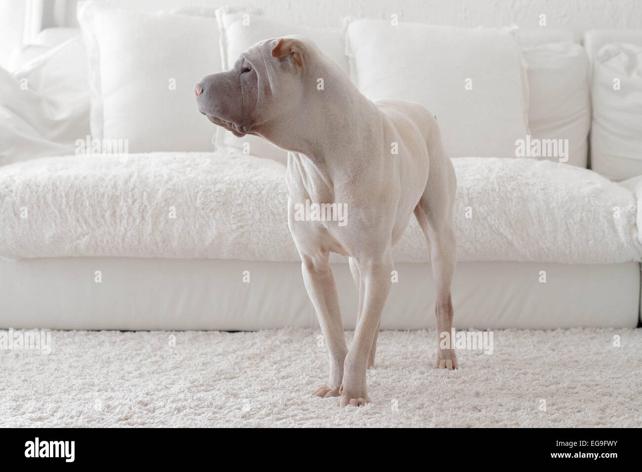 Shar pei dog standing beside white sofa Stock Photo
