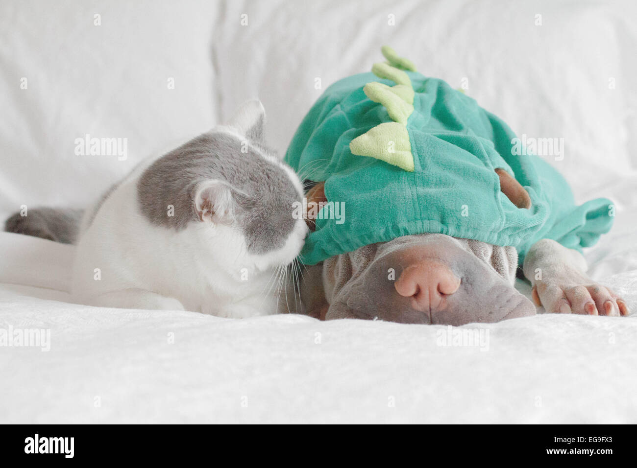 Cat playing with dog dressed up as dinosaur Stock Photo