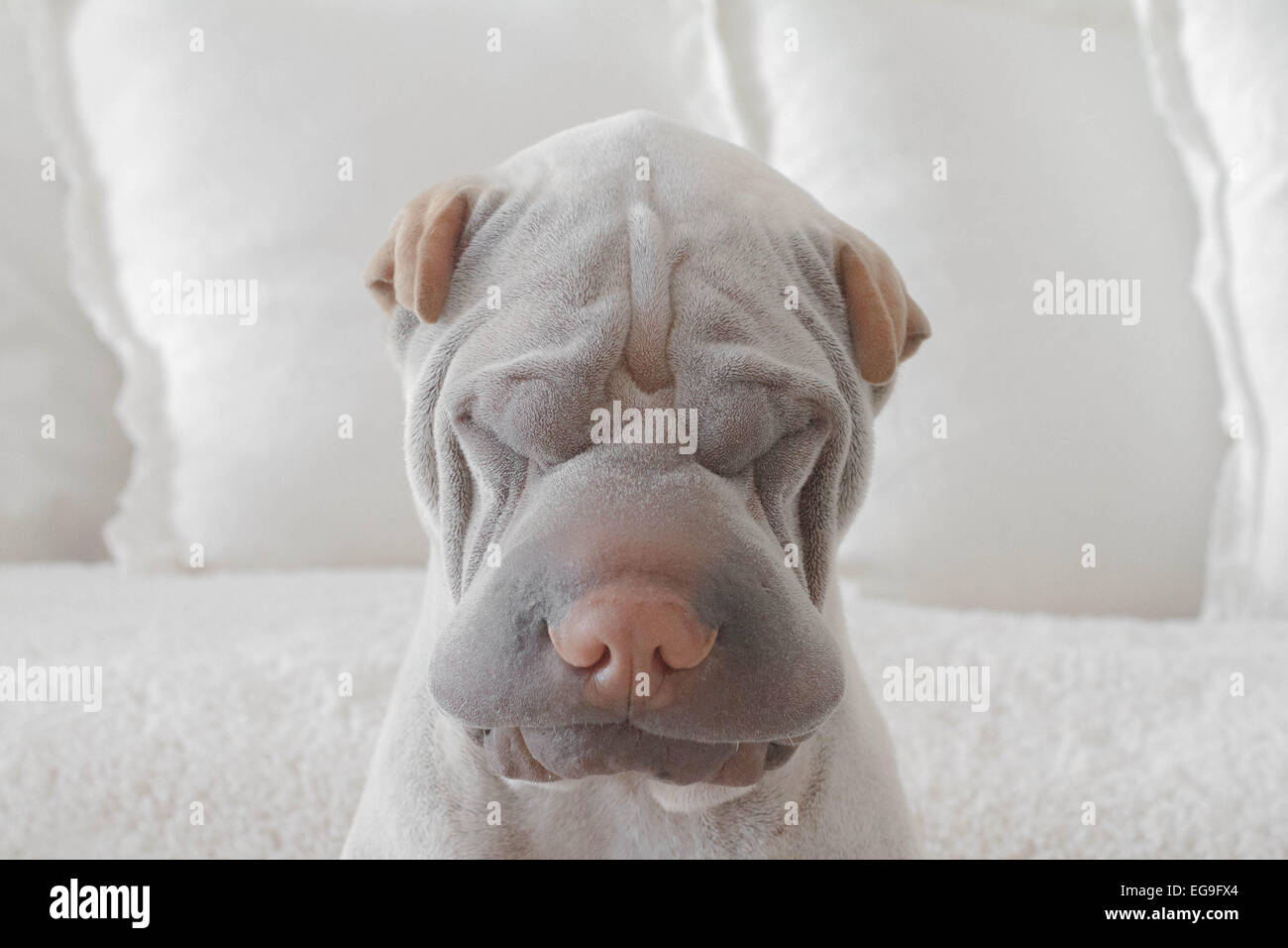 Portrait of a sad shar pei dog looking down Stock Photo