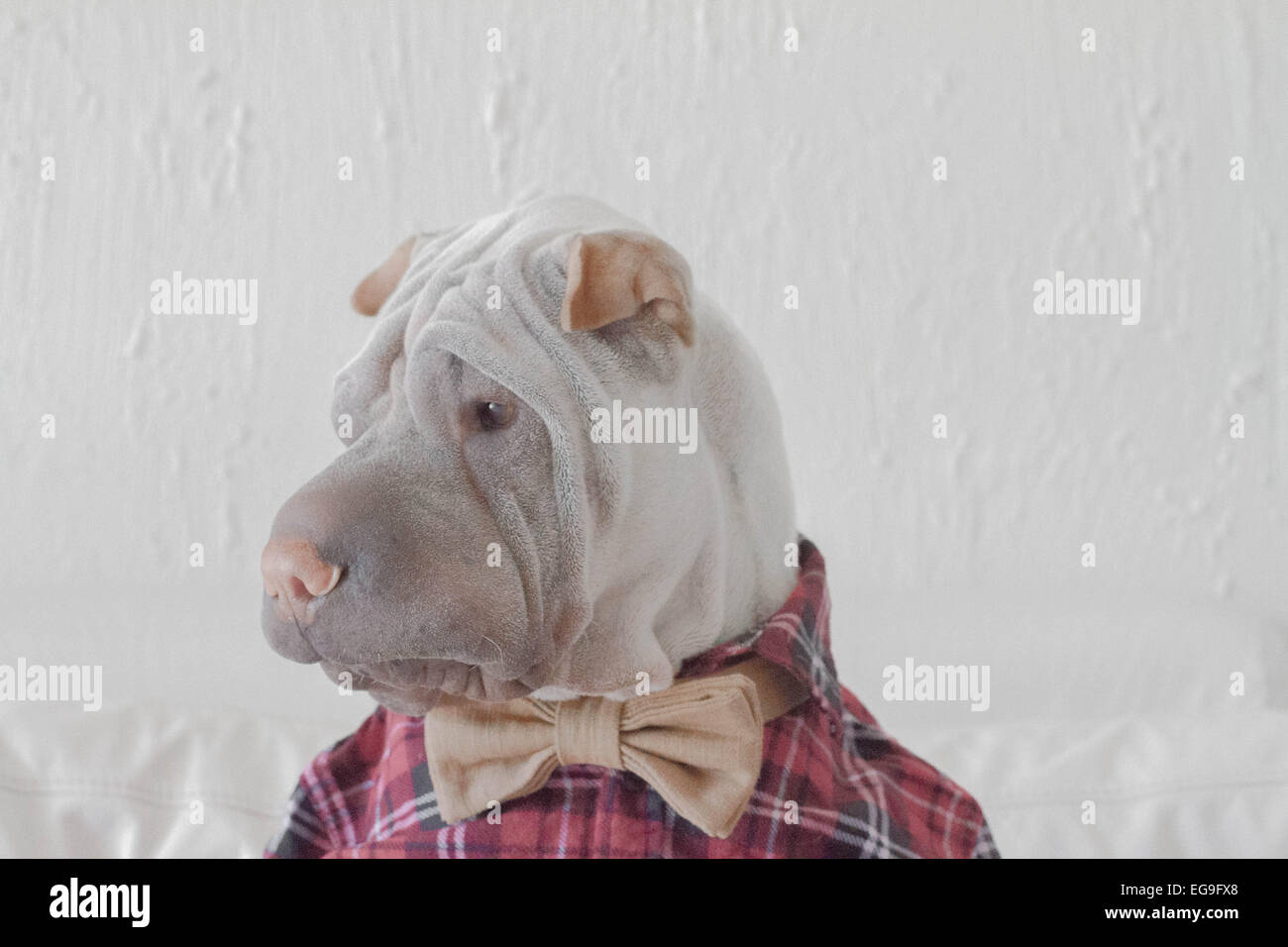 Portrait of shar pei dog dressed in a shirt and bow tie Stock Photo