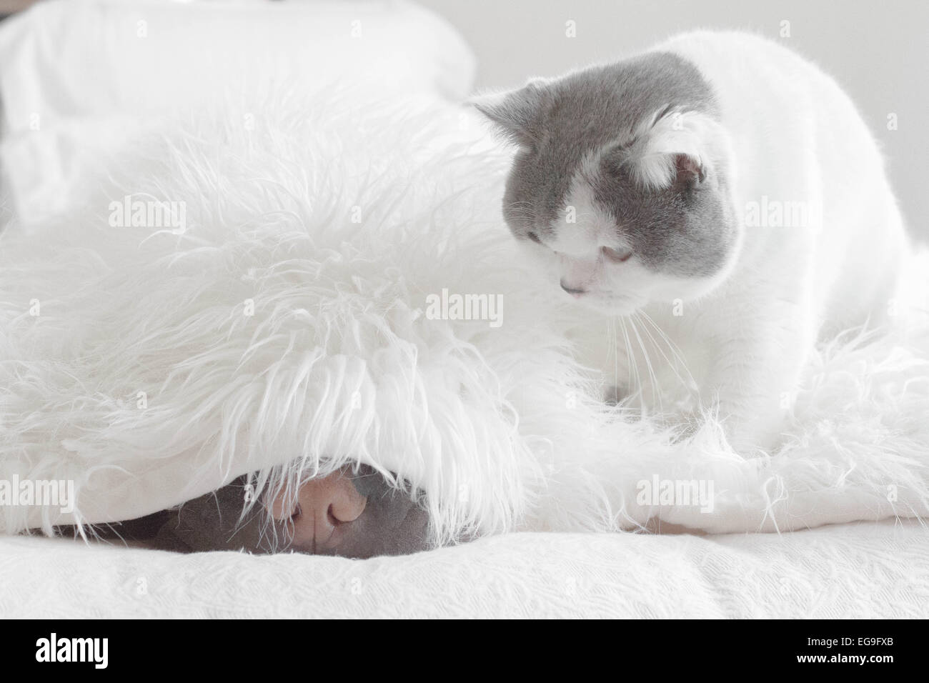British shorthair cat looking at a Shar pei dog sleeping under a fluffy blanket Stock Photo