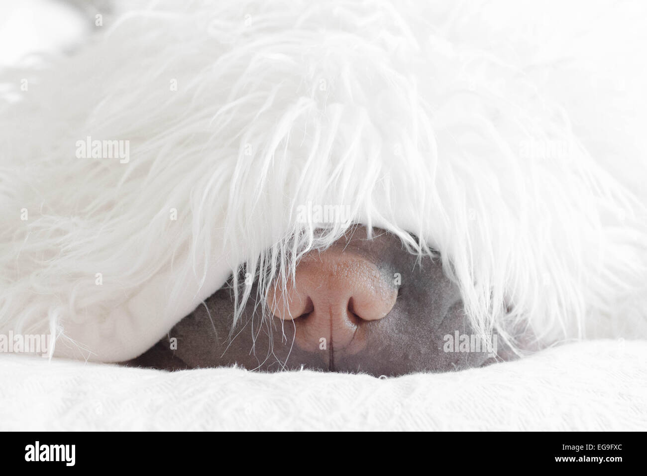 Shar pei dog sleeping under fluffy blanket Stock Photo