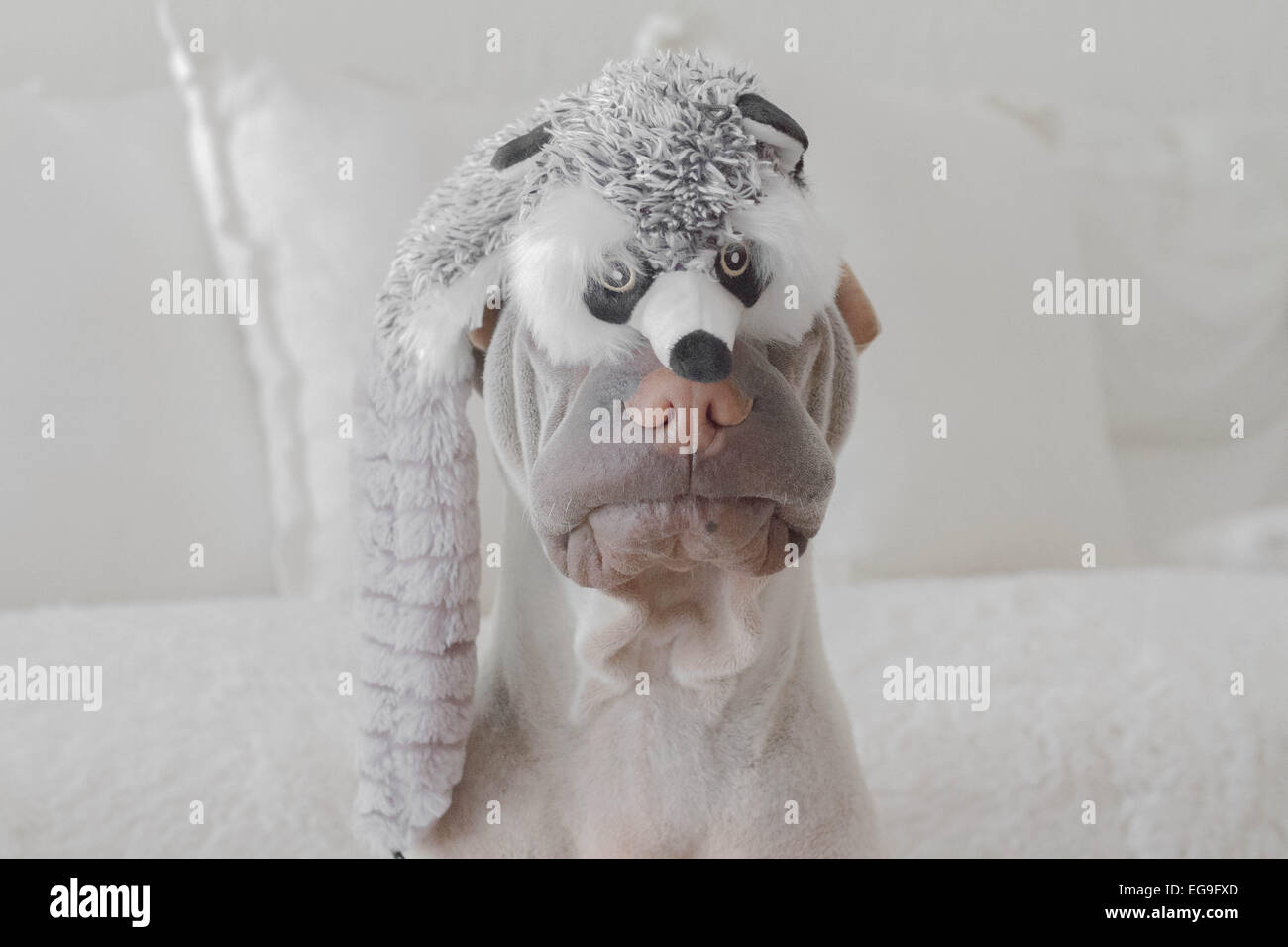 Portrait of shar pei dog with a toy raccoon on his head Stock Photo