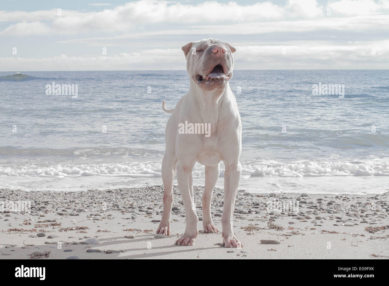 Portrait of shar-pei dog on beach Stock Photo