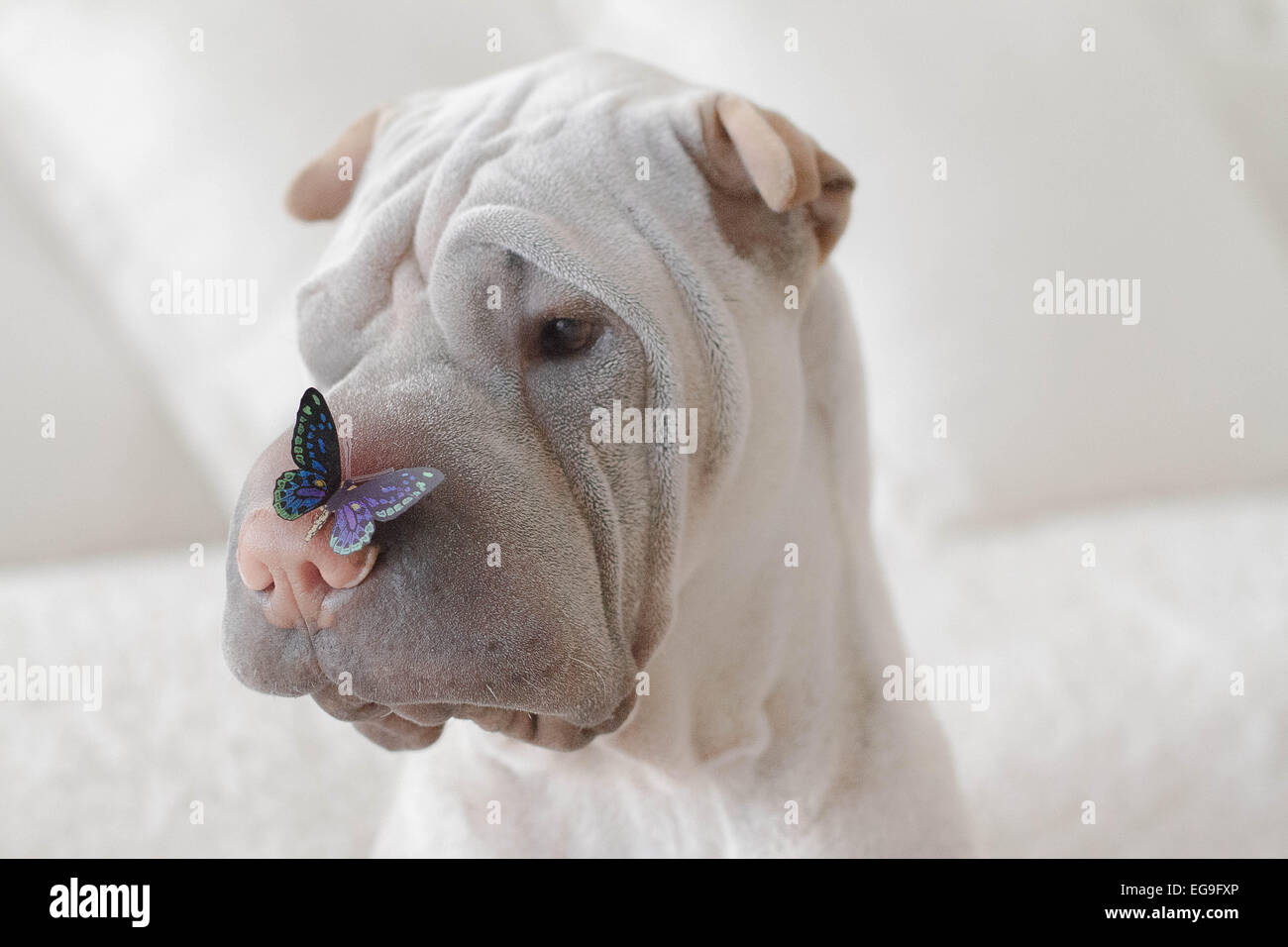 Portrait of shar-pei dog with butterfly on nose Stock Photo