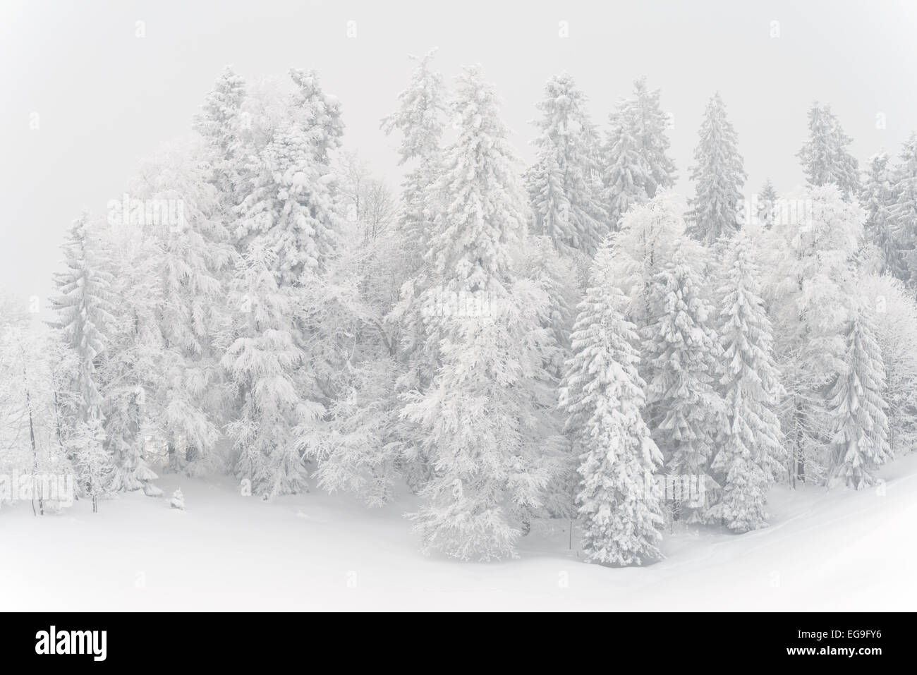 Switzerland, St gallen Cantonwhite, Snow covered trees in winter Stock Photo