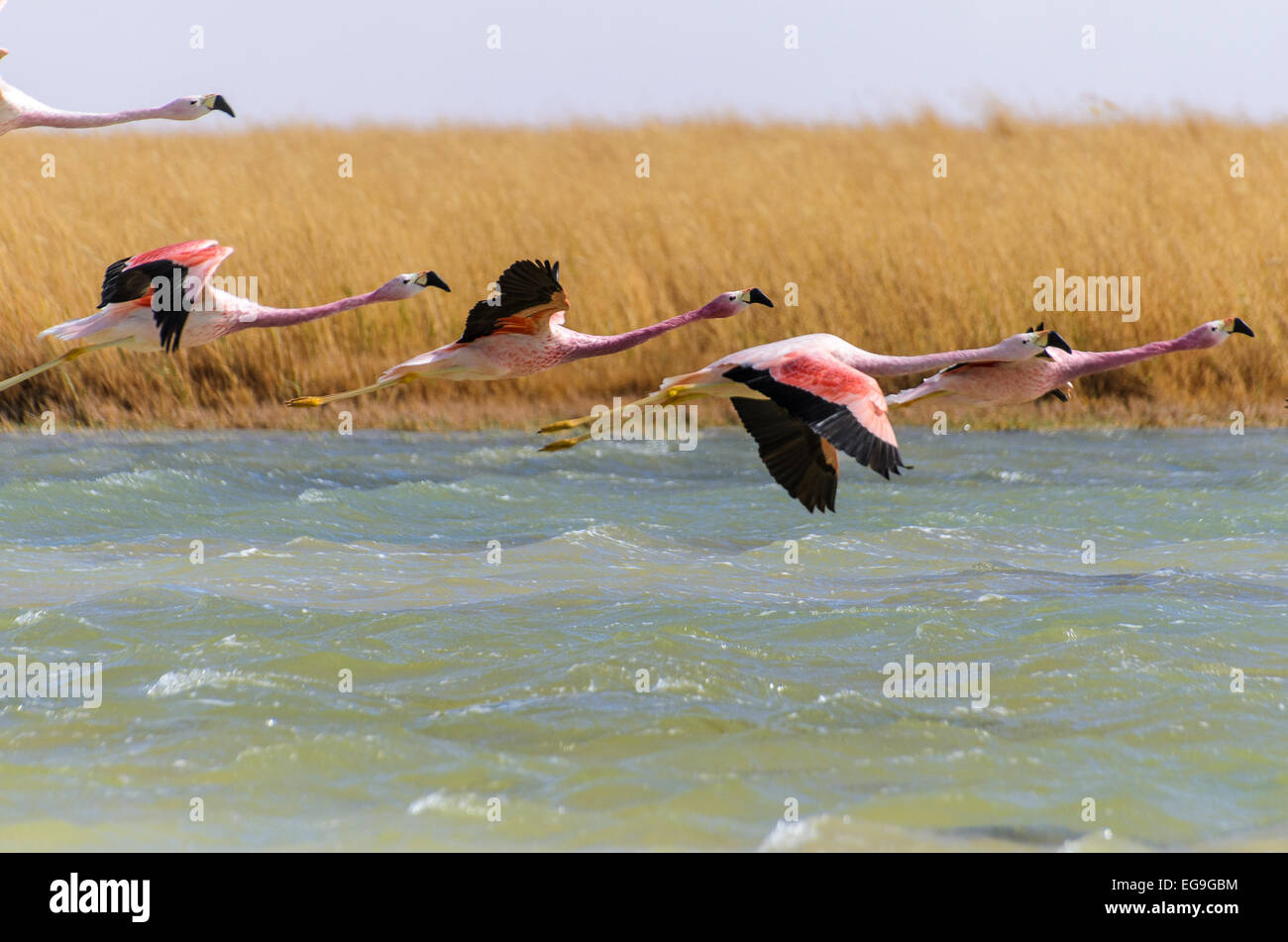 Chile, Altiplano, Flamingos flying over lake Stock Photo