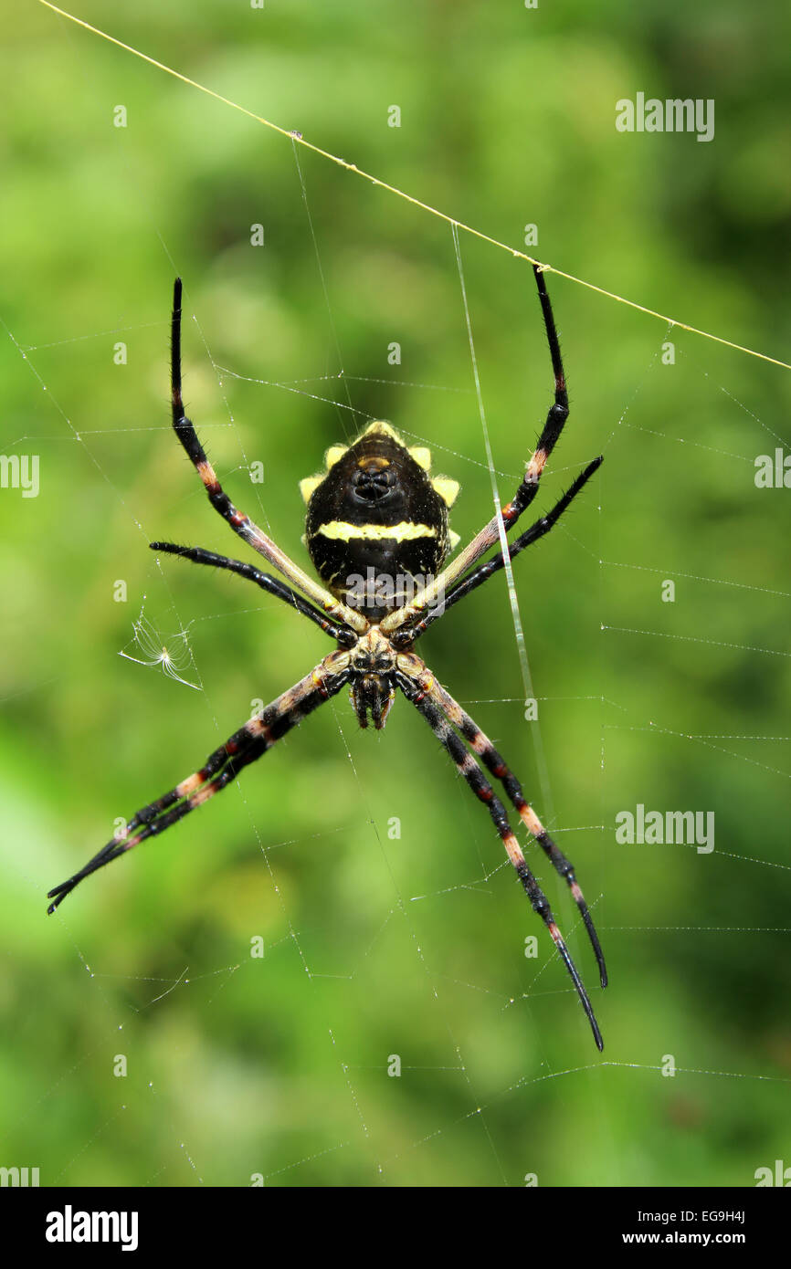 An Orb Weaver Spider suspended in a spider web in a field in Cotacachi, Ecuador Stock Photo