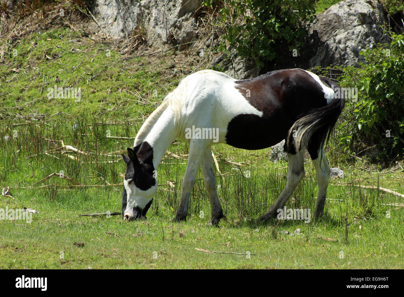 A horse in a farmers pasture in Cotacachi, Ecuador Stock Photo