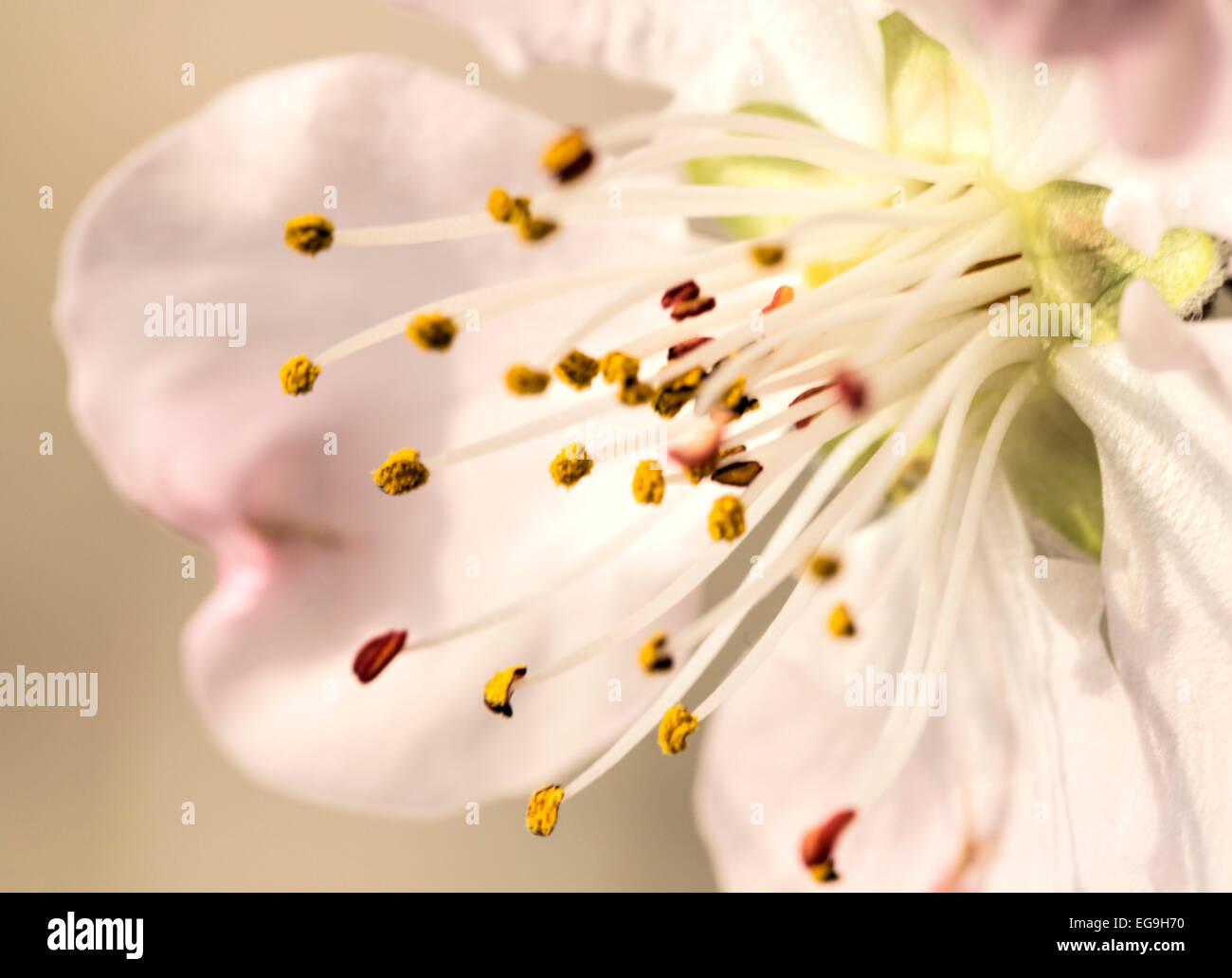 Macro of flowering peach blossoms -  Prunus persica, against a soft pastel background. Stock Photo