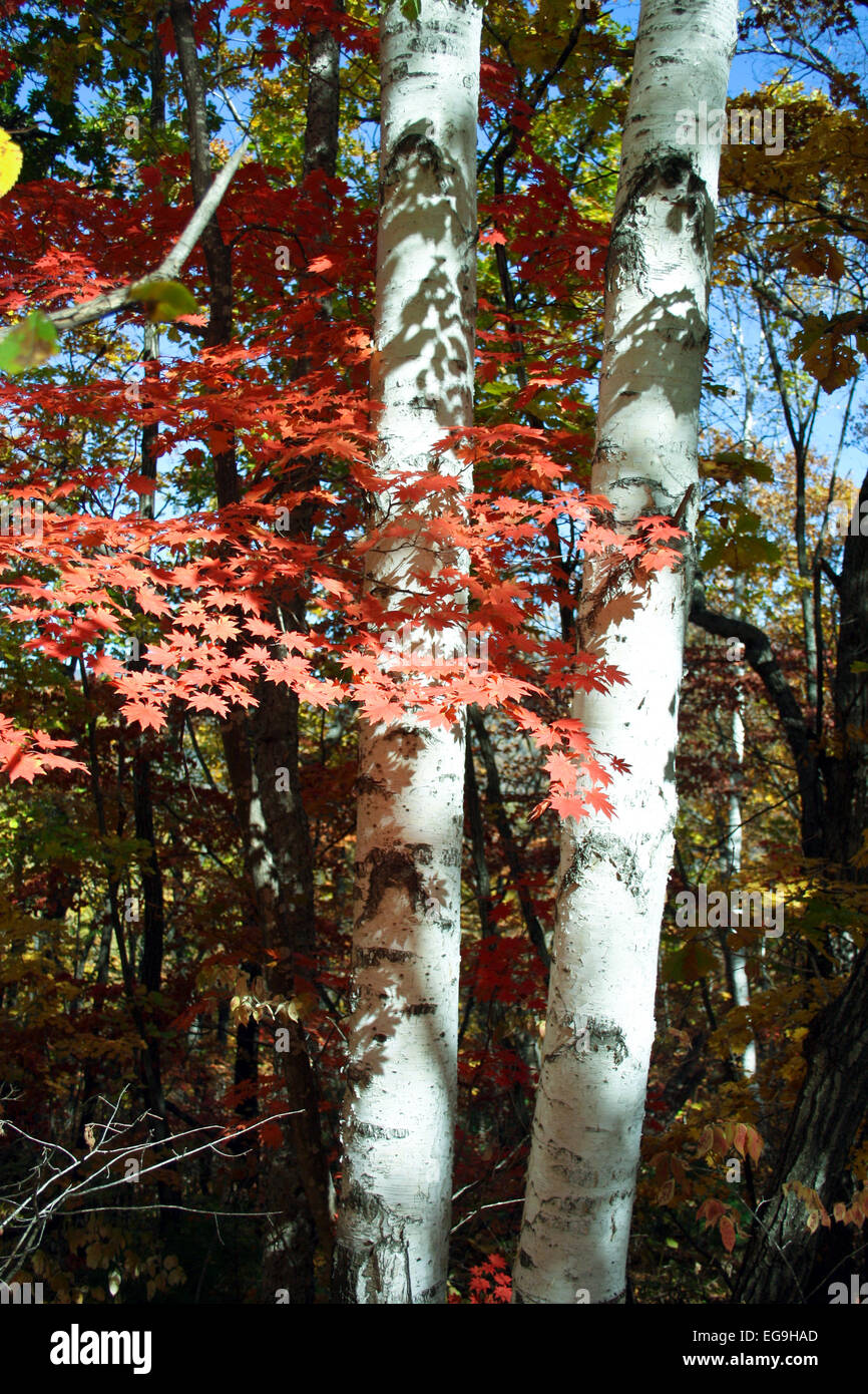 Silver maple leaves in fall hi-res stock photography and images - Alamy