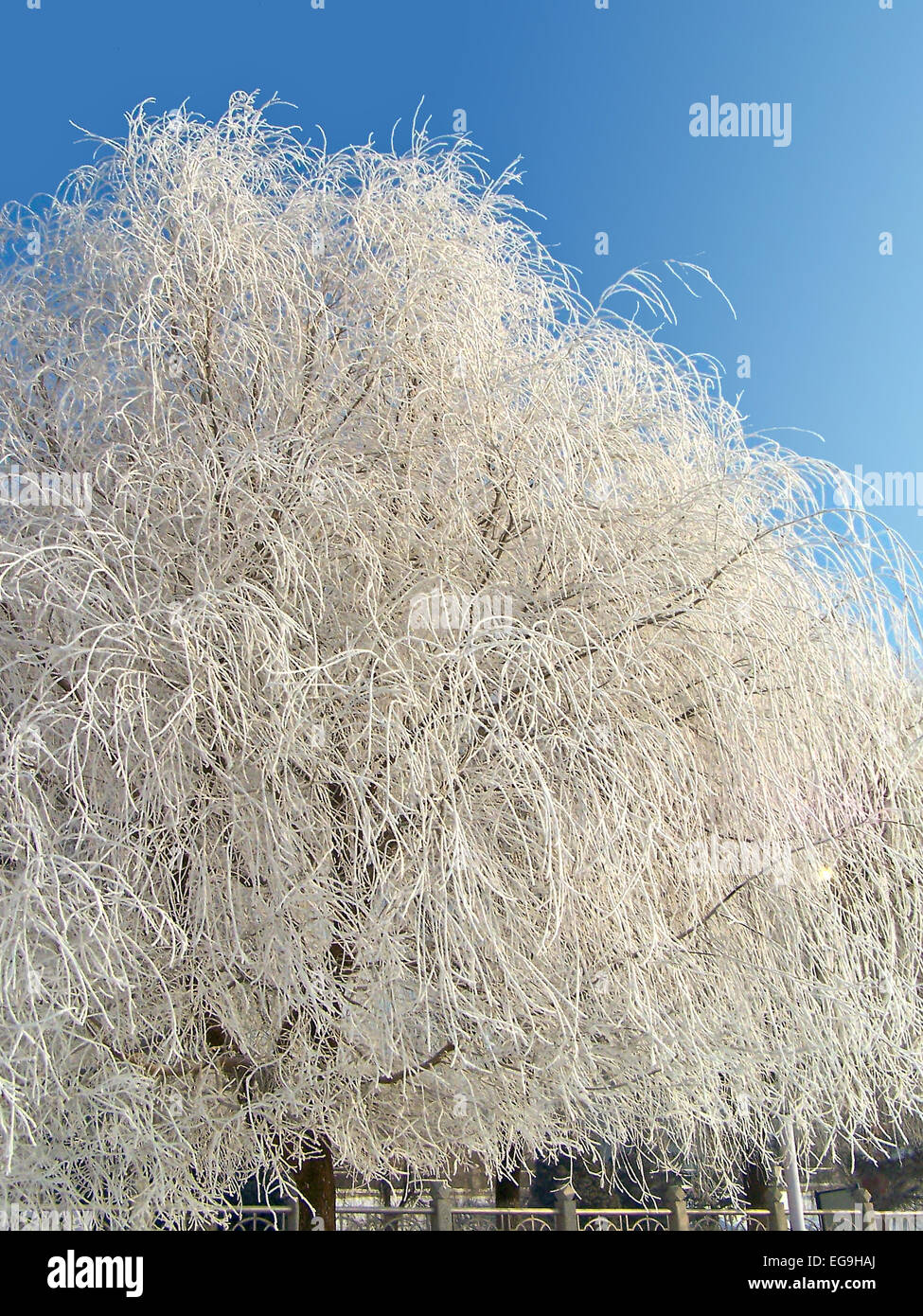 Thin tree branches covered with frost. Stock Photo