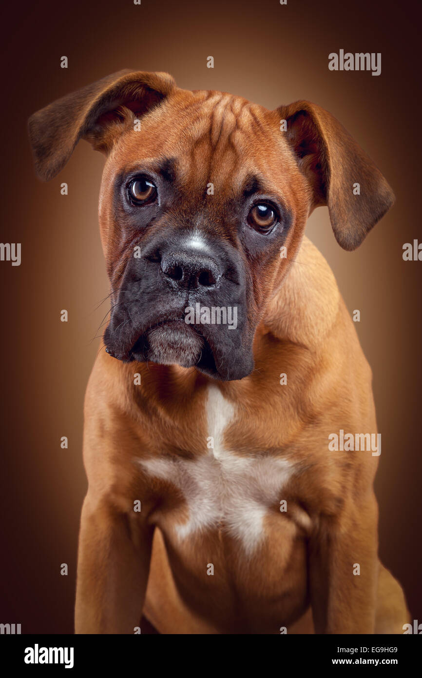 Boxer, dog breed, male, 3.5 months Stock Photo