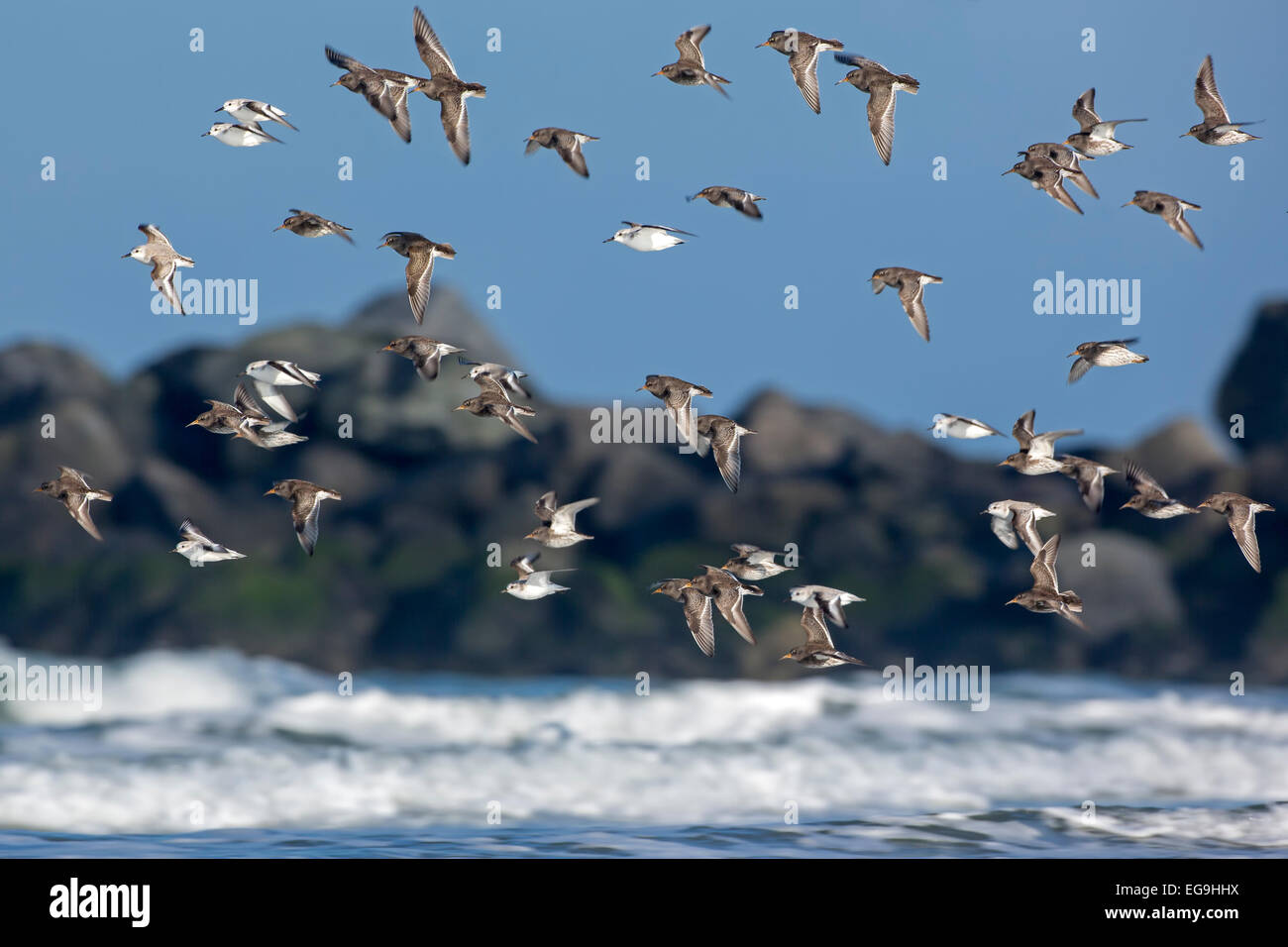 Dunlins (Calidris alpina) and Sanderlings (Calidris alba), migratory birds flocking together on the North Sea coast Stock Photo