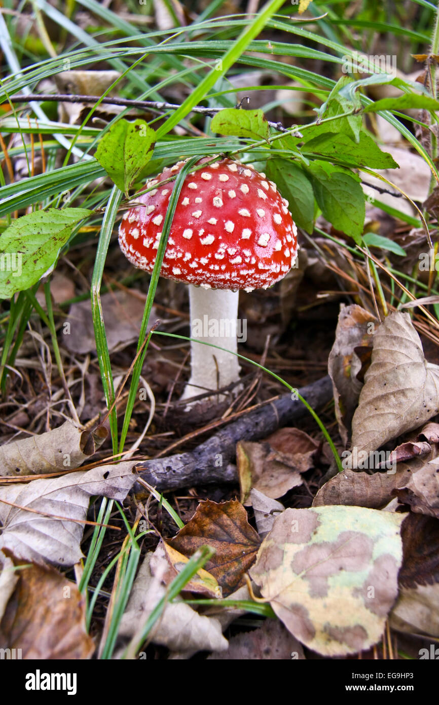 mushroom - poisonous agaric family Amanitaceae Stock Photo