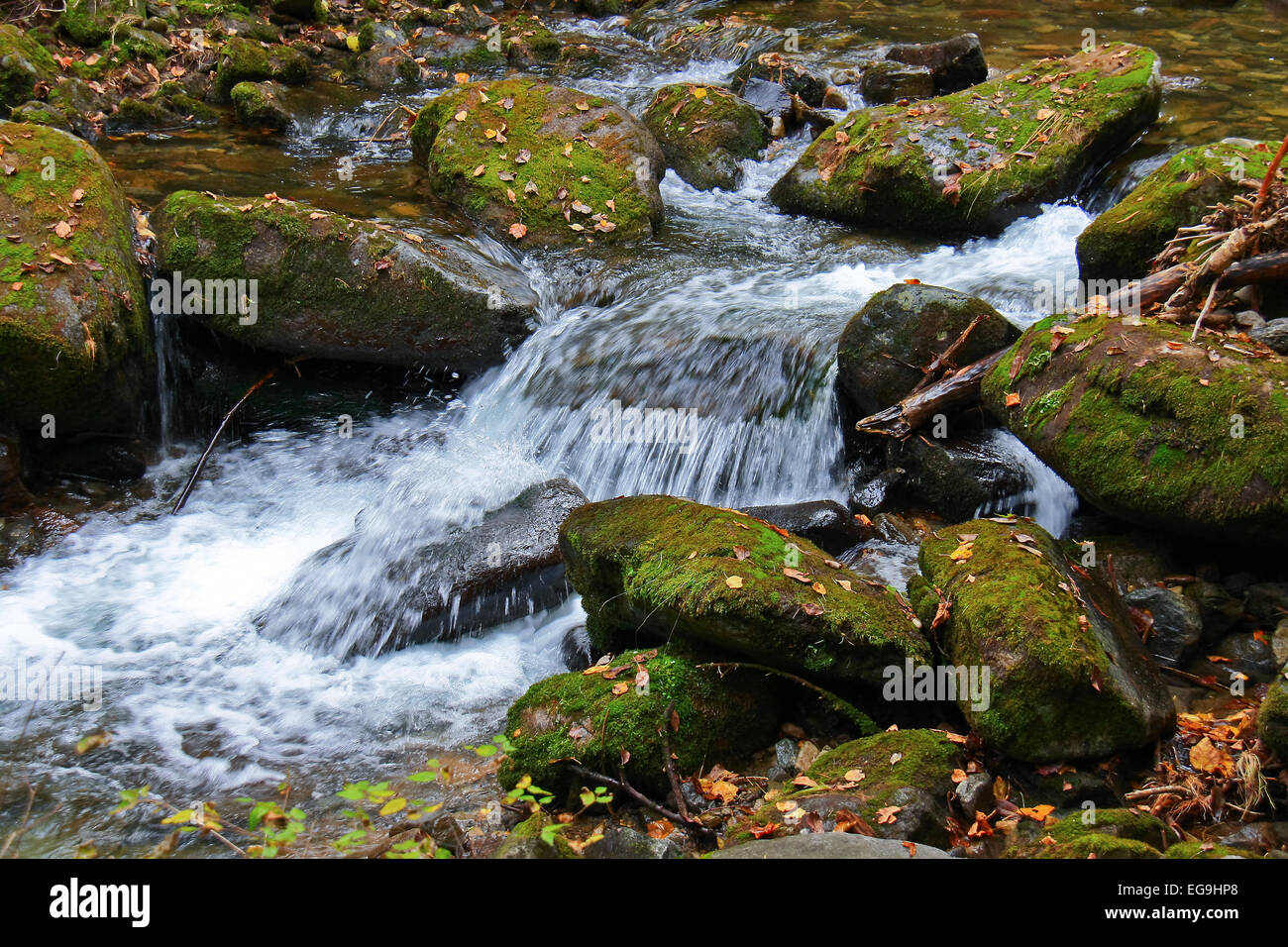 Secluded area of dense forest and a stream in the mountains. Stock Photo