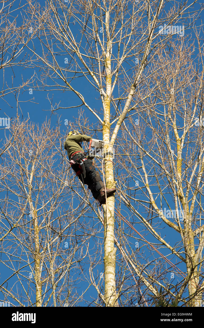 Tree surgeon cutting down a Poplar trees in a managed woodland. UK Stock Photo