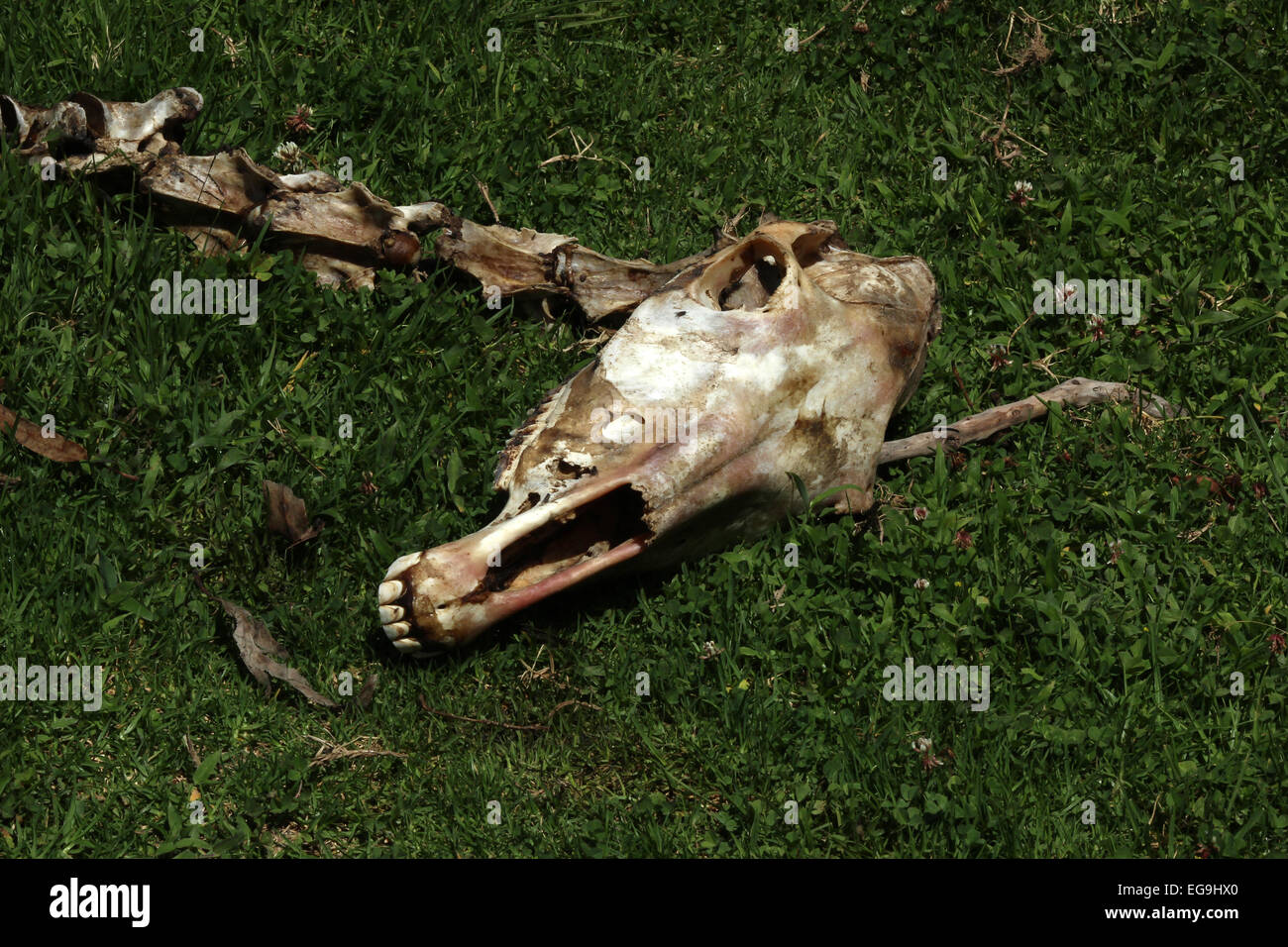 The skeleton of a horse lying in a farmers pasture in Cotacachi, Ecuador Stock Photo