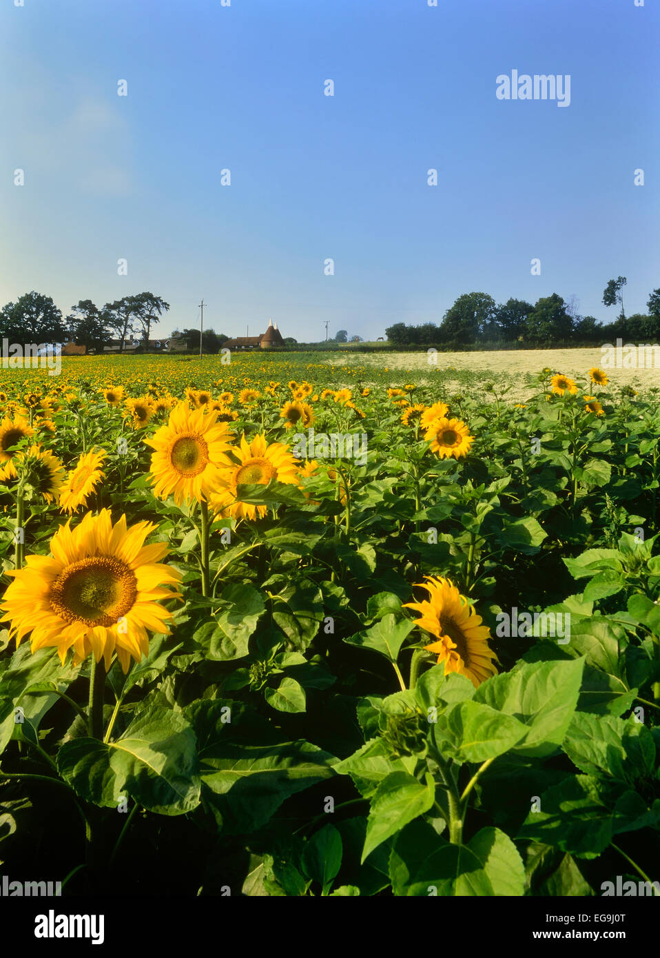 Sunflower field and Oast House. Lamberhurst. Kent. UK Stock Photo Alamy