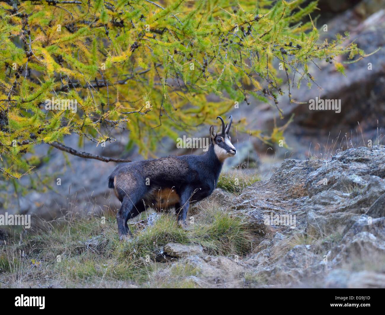 Chamois (Rupicapra Rupicapra), male in the steep rocky terrain with a larch will autumnal discolouration Stock Photo