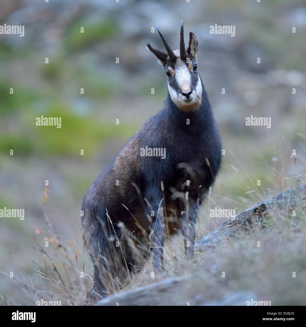Italy chamois hires stock photography and images Alamy