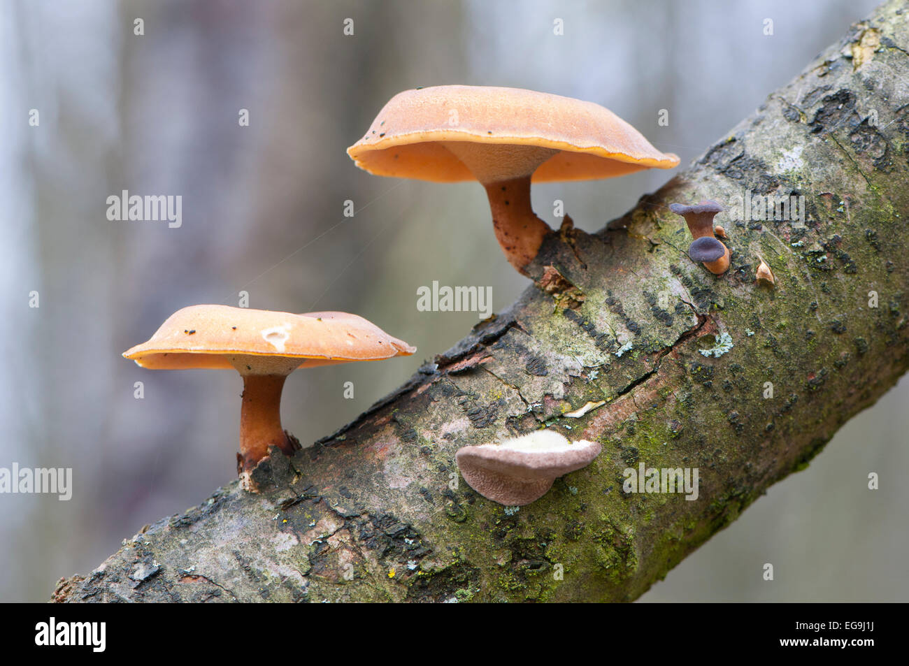 Winter Polypore (Polyporus brumalis), Emsland, Lower Saxony, Germany Stock Photo