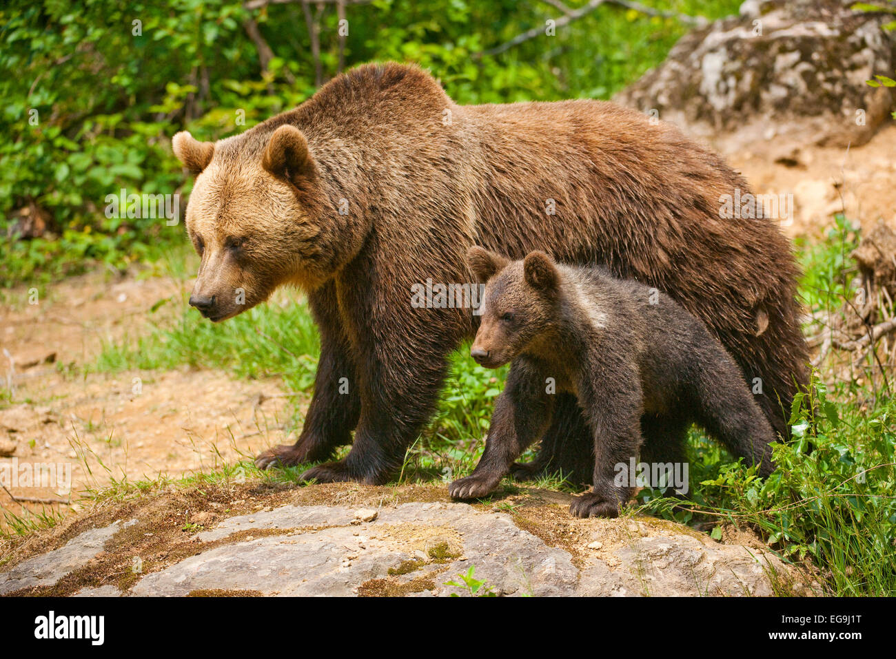 Brown Bears (Ursus arctos), adult female with cub, captive, Bavarian Forest National Park, Bavaria, Germany Stock Photo