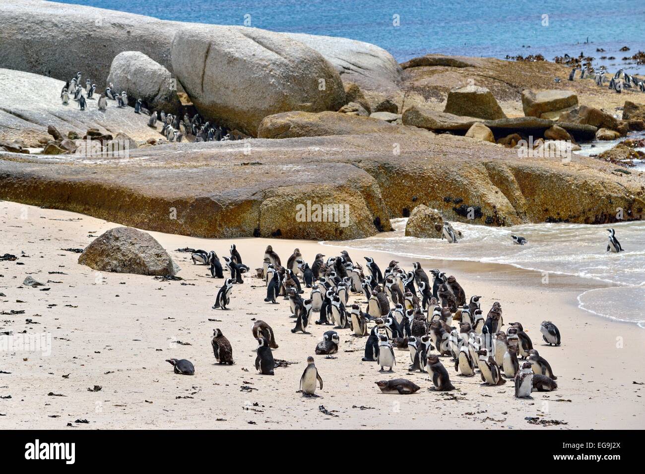 Jackass Penguins (Spheniscus demersus), colony, Table Mountain National Park, The Boulders, Simon's Town, Western Cape Stock Photo