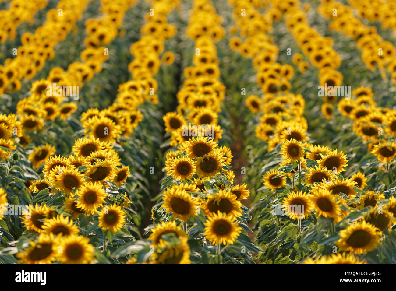 Sunflower field, Oslip, Northern Burgenland, Burgenland, Austria Stock Photo