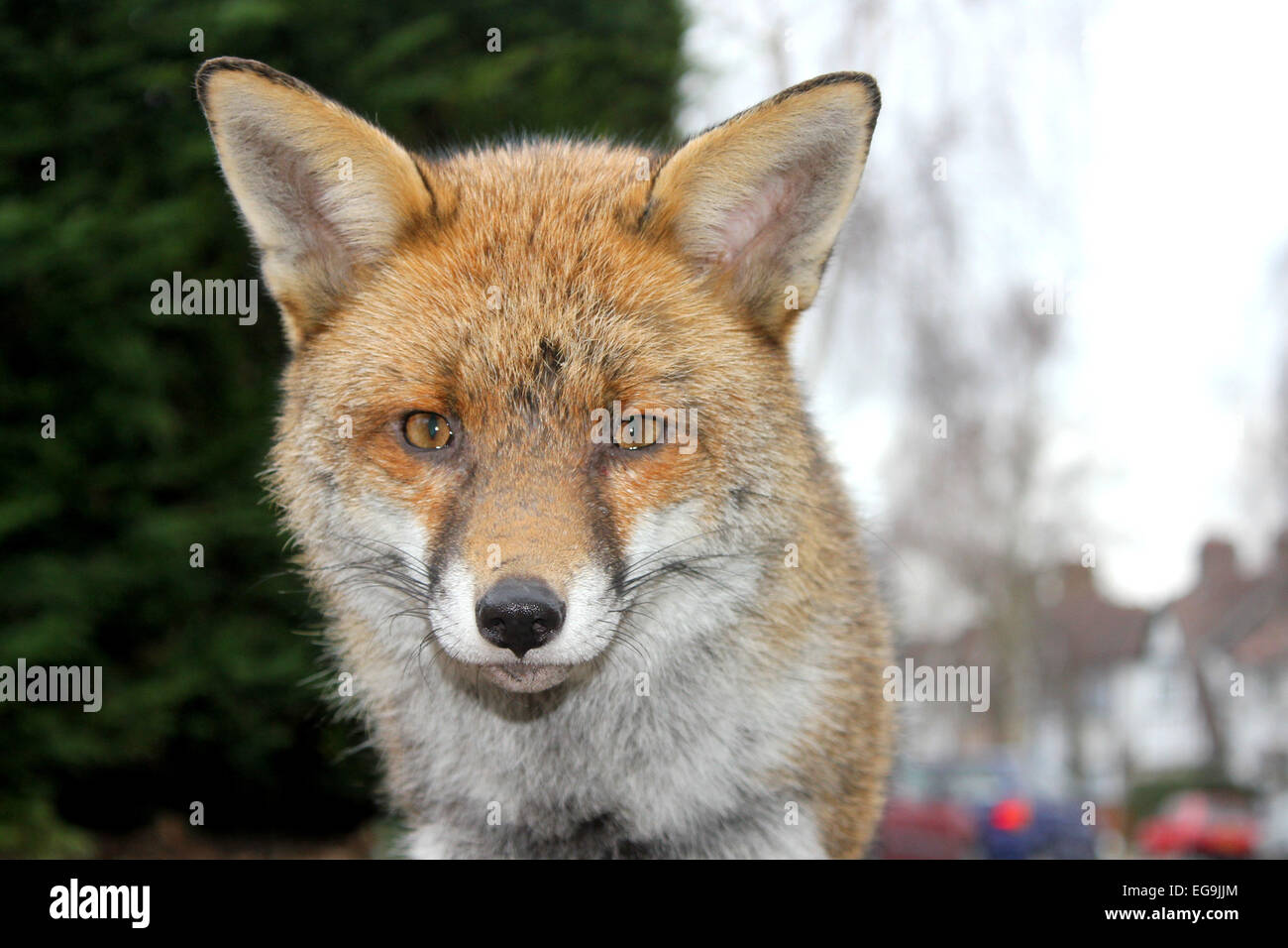 Red Fox Urban, London UK Stock Photo