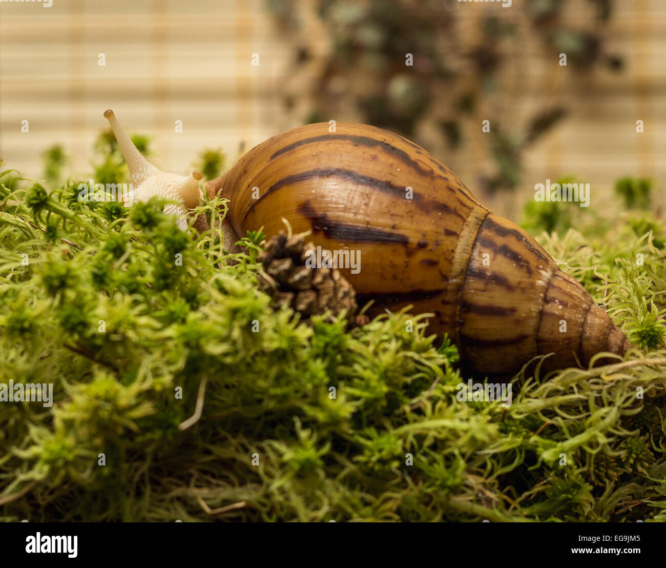Albino snail Stock Photo