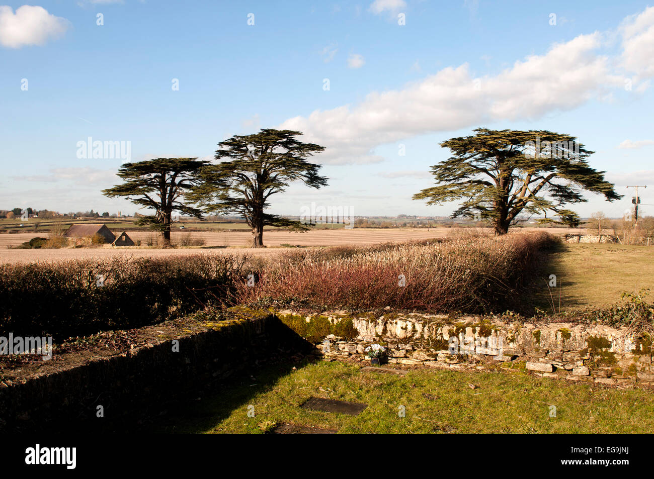 Cedar of Lebanon trees, Easton Maudit, Northamptonshire, England, UK Stock Photo