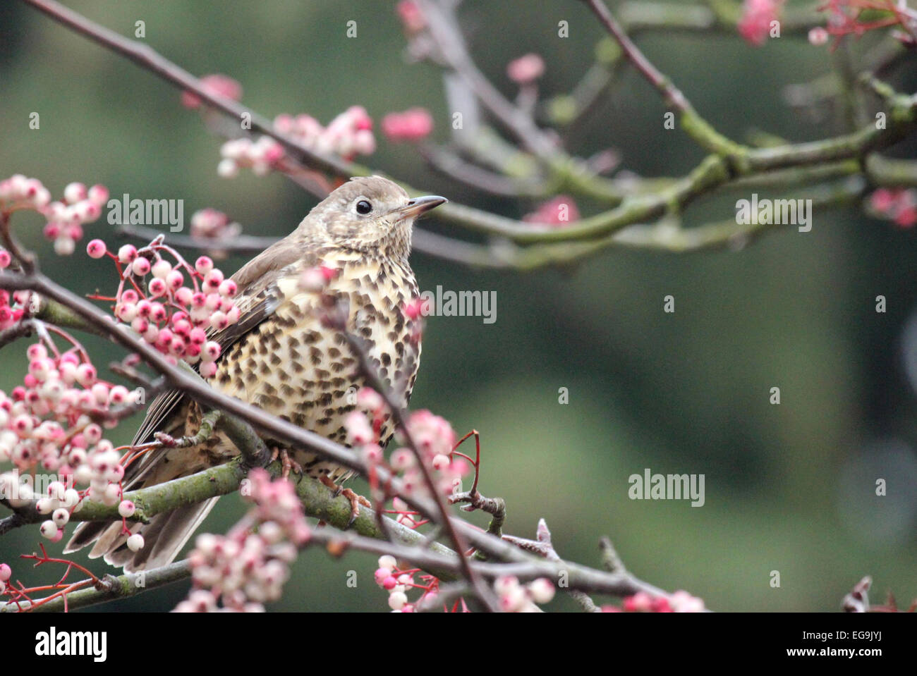 Mistle thrush. London UK Stock Photo