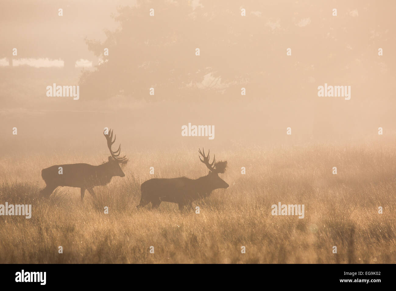 Red deer stags parallel walking to size each other up, during the red deer rut in Richmond Park London Stock Photo