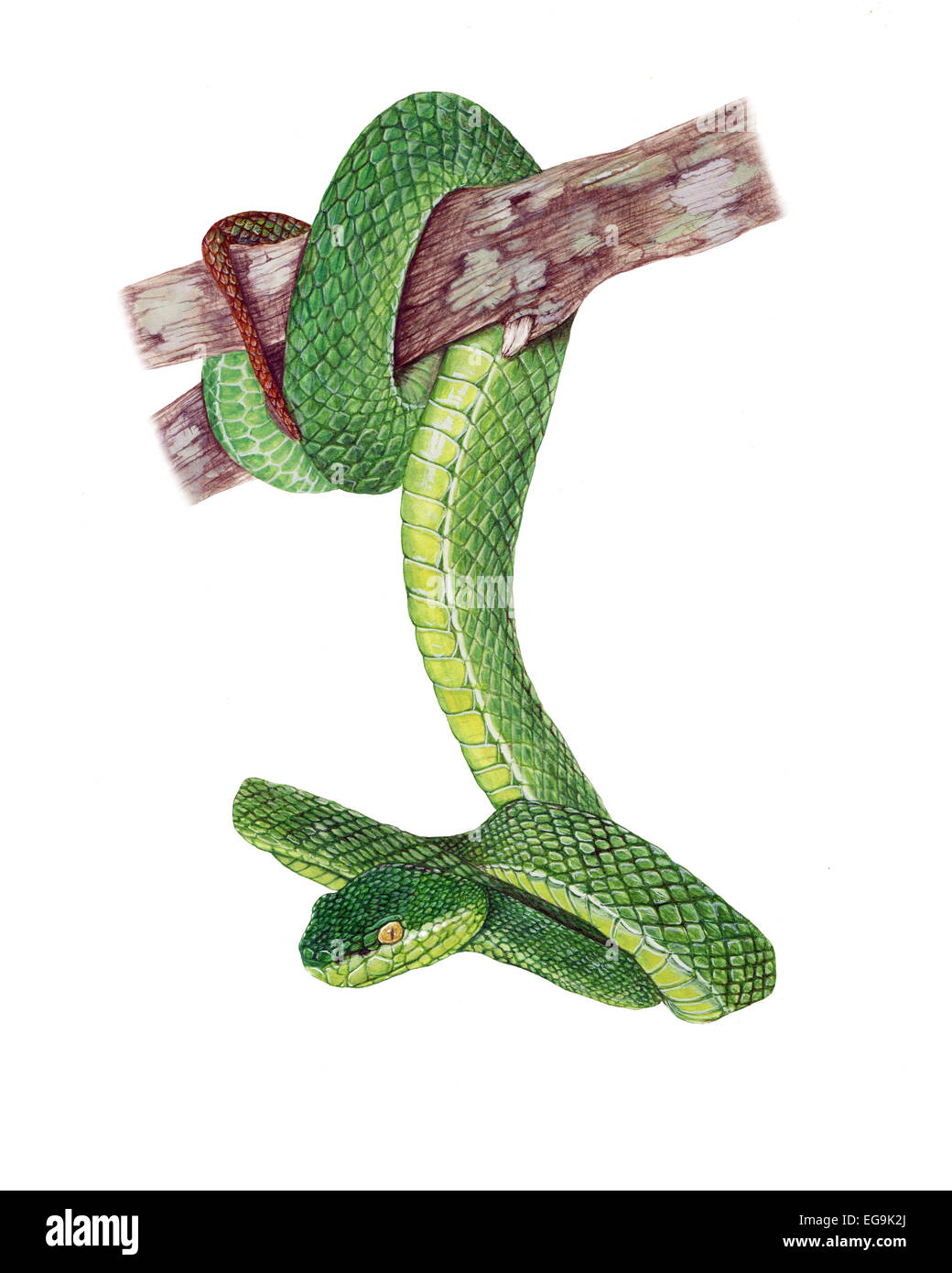 Green Pit Viper Watercolor Painting Stock Photo Alamy