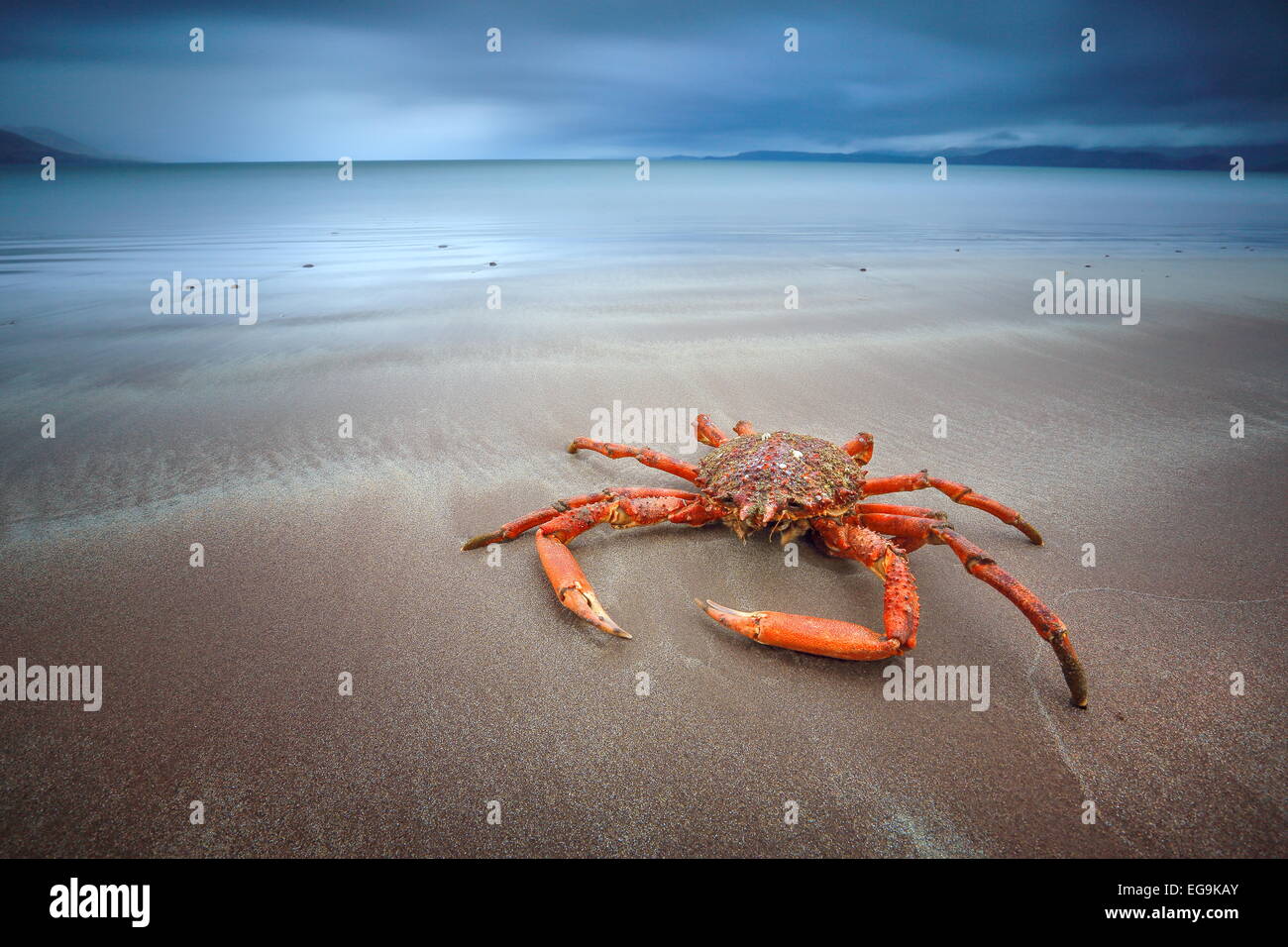 Ireland, Kerry, Rossbeigh beach, Crab Stock Photo