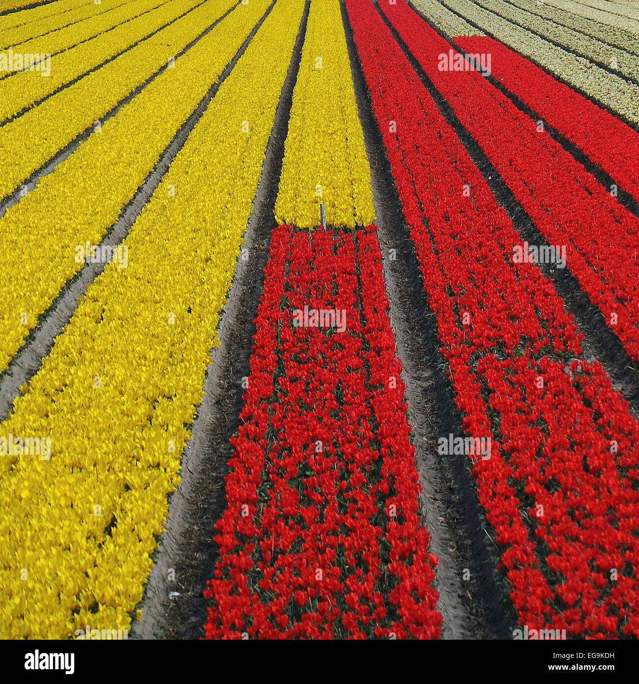 Netherlands, Red and yellow tulips in field Stock Photo - Alamy