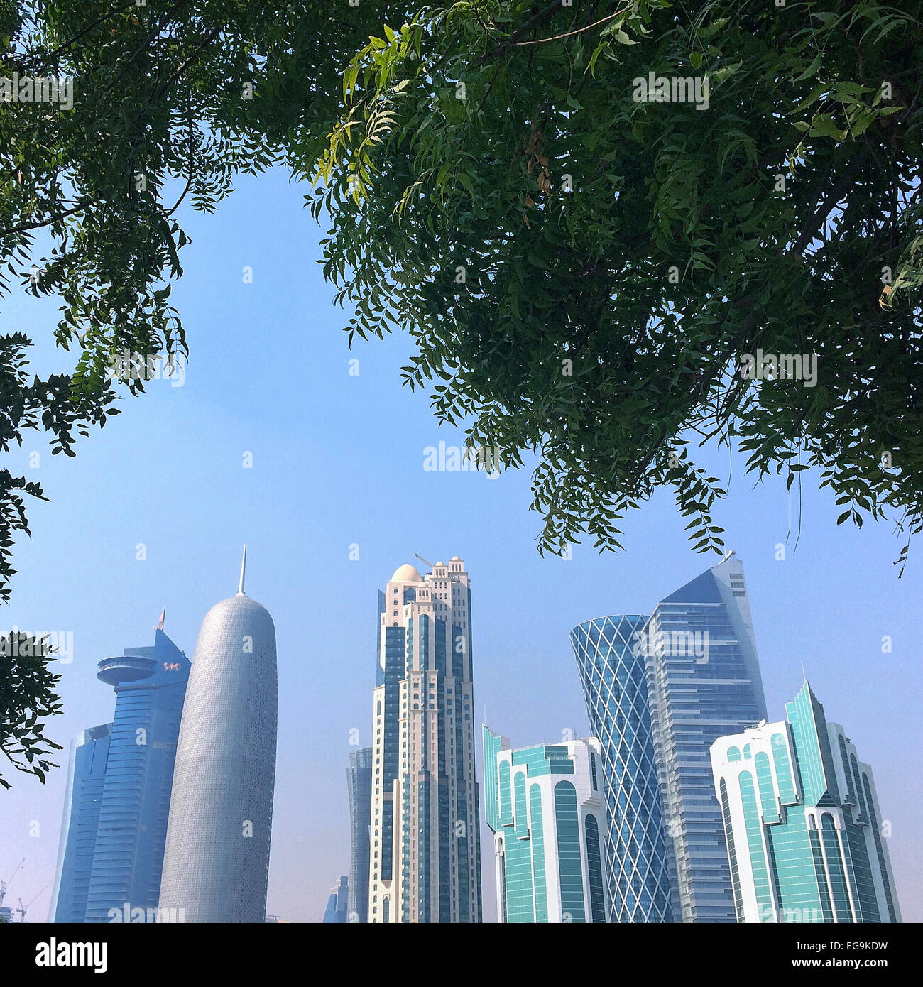 Qatar, Doha, Green branch and skyscrapers against clear sky Stock Photo